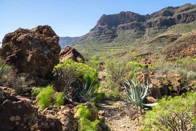 The canyon Barranco de Fataga with an agave plant on a sunny day