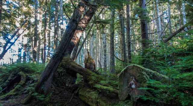 The sun is shining into the forest at Bere Point Regional Park