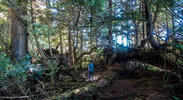 A man on the Beautiful Bay Trail