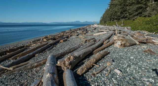 Malcolm Island driftwood at the beach