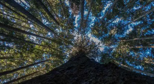 The canopy of the rainforest at the Beautiful Bay Trail