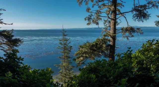 The forest and the sea on Malcolm Island