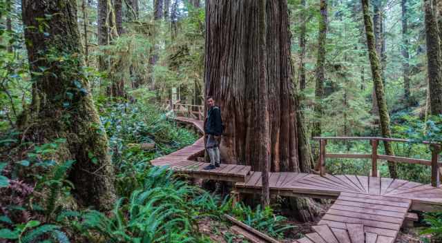 Rainforest and boardwalk