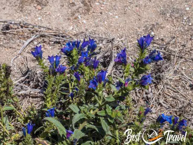 A purple endemic plant