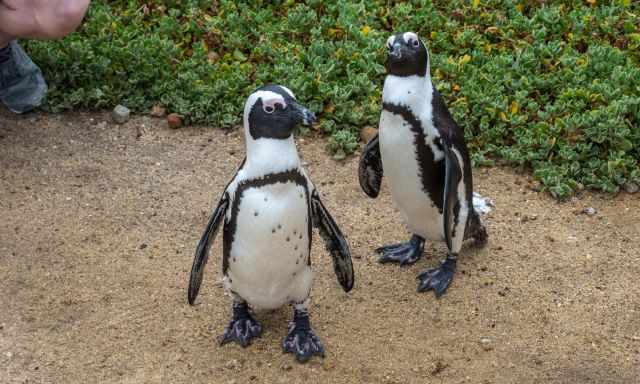 Two penguins on the walking path