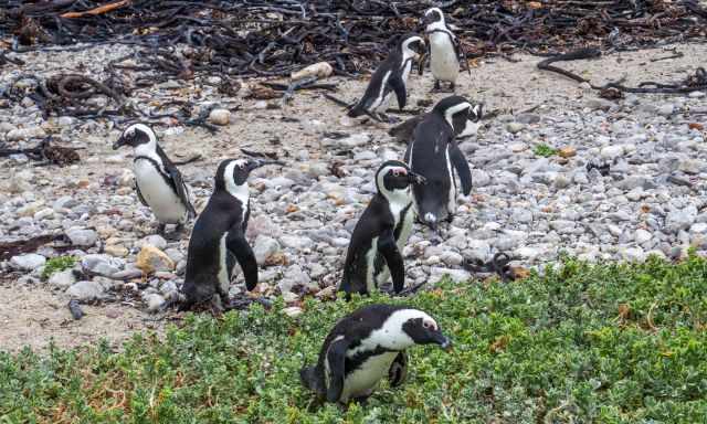 A group of penguins at the beach and thicket