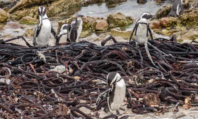 Adult penguins and a juvenile are back from foraging 