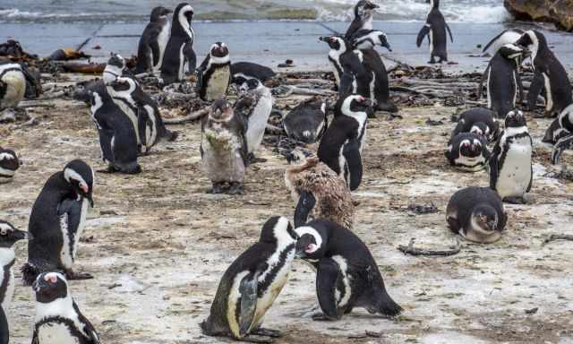 A huge group of penguins adults and young ones