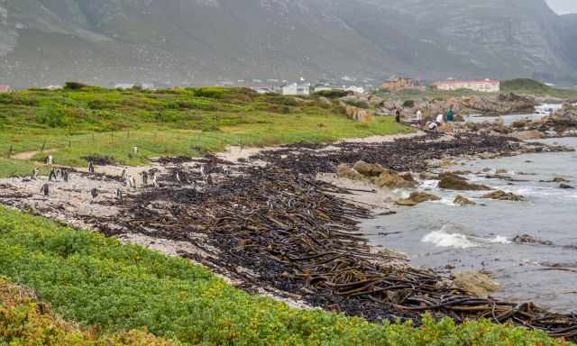 People along the coastal path watching penguins.