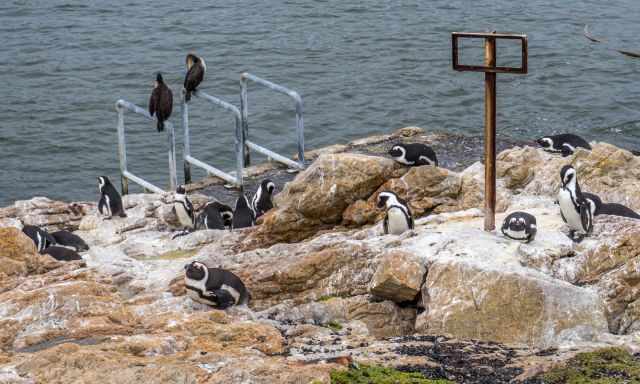 Cormorants and penguins at the former whaling station