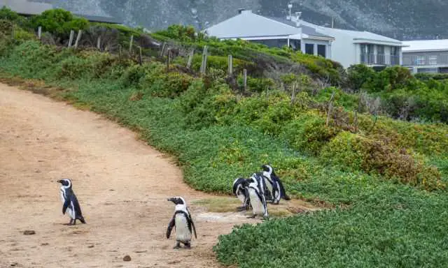 Penguins on the walking path with houses in the back.