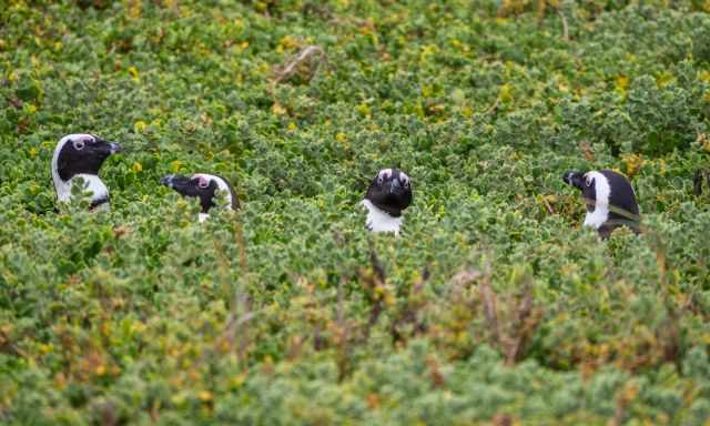 Four penguins looking out of the scrub.