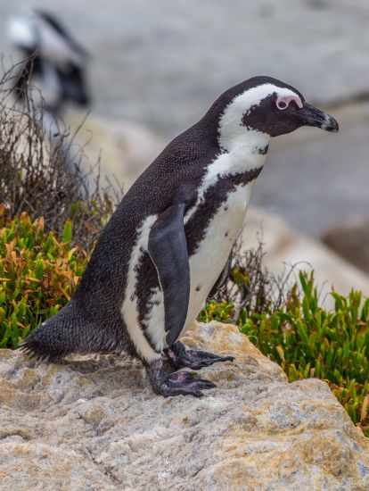 One penguin picture up close by zoom camera