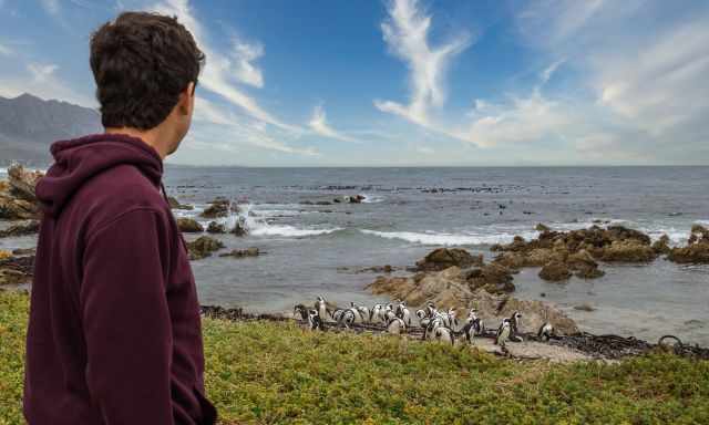 A man watching the cute penguins in the bay.
