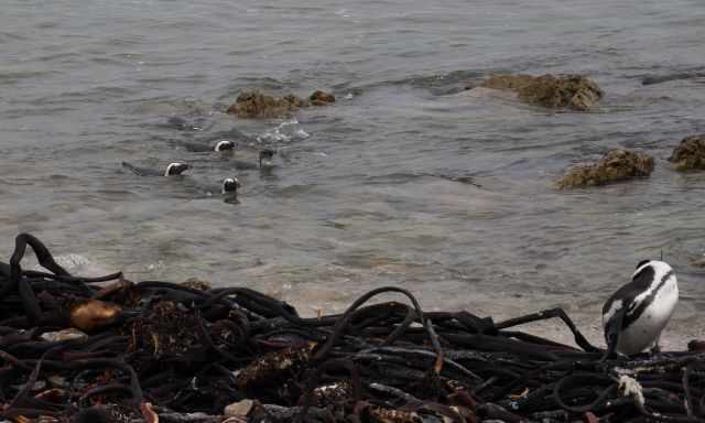 Penguins returning from foraging.