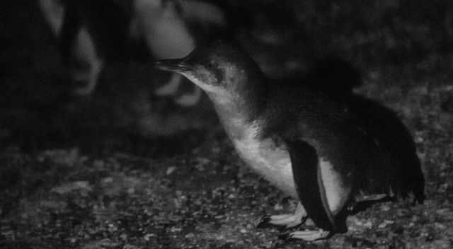 A little blue penguin waddles above the rocks