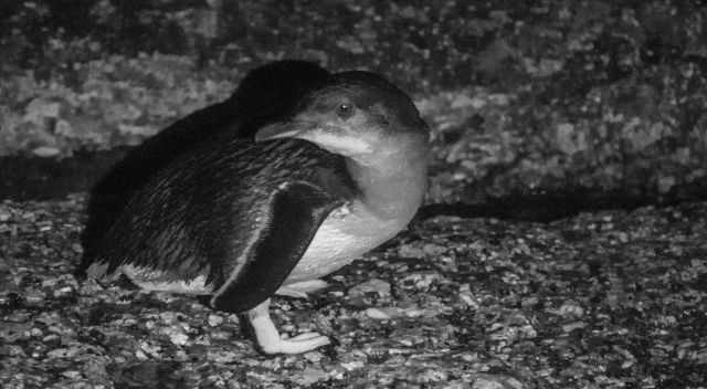 A little blue getting back to the nest coming from the sea