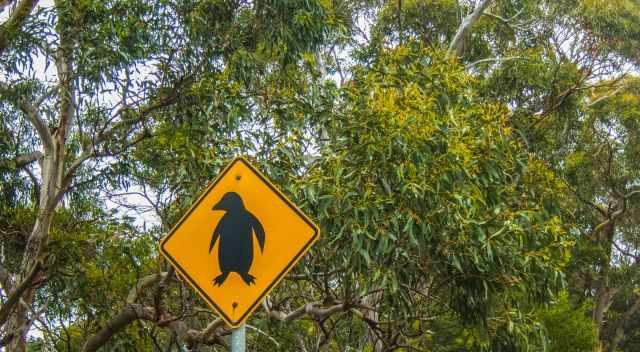 Penguin sign for respectful driving in Bicheno