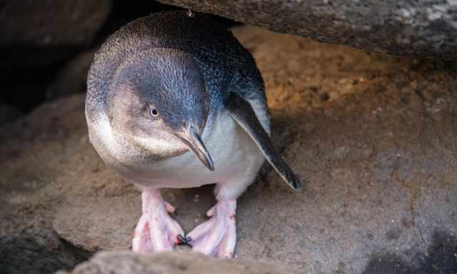 Fairy penguin with blue plumage in summer during the day
