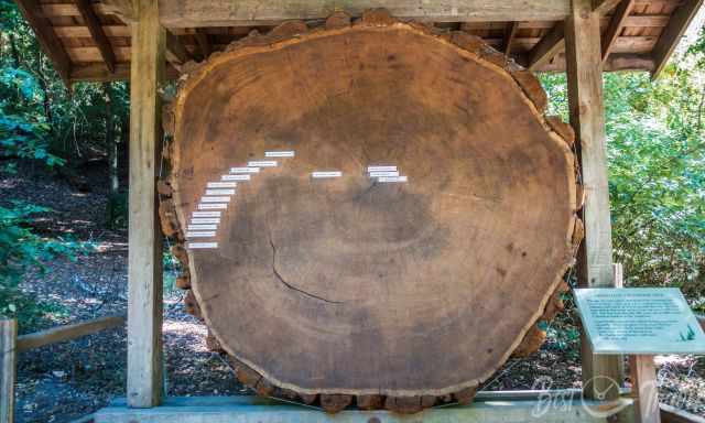 The layaers or rings of an ancient redwood