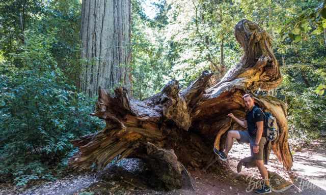 A laying big trunk and a hiker in front.