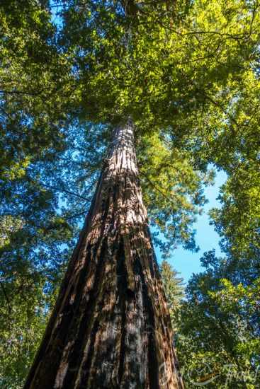 Redwoods before the fire in 2020