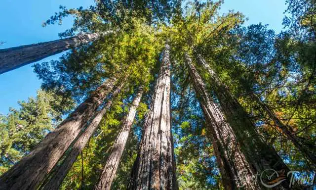 The huge canopy of several redwoods.