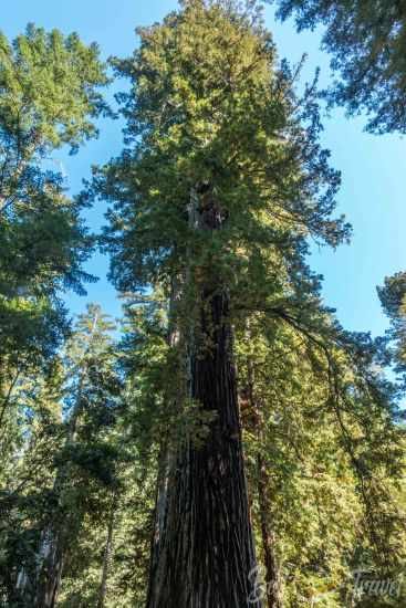 A tall redwood before the fire in Big Basin