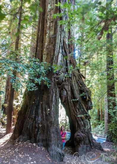 A hollowed-out area in an ancient redwood