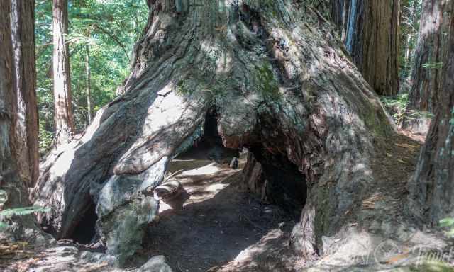 A burnt redwood from hundreds of years ago