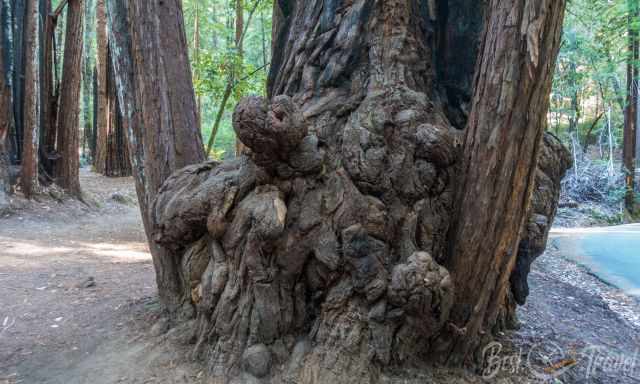 The base of a redwood