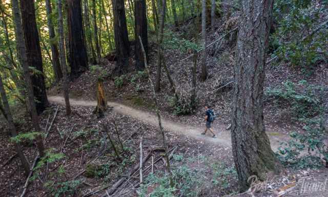 The Sempervirens Trail in Big Basin