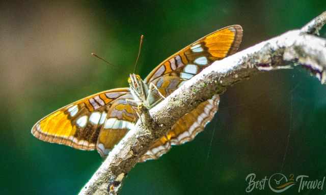 A butterfly in the former Big Basin