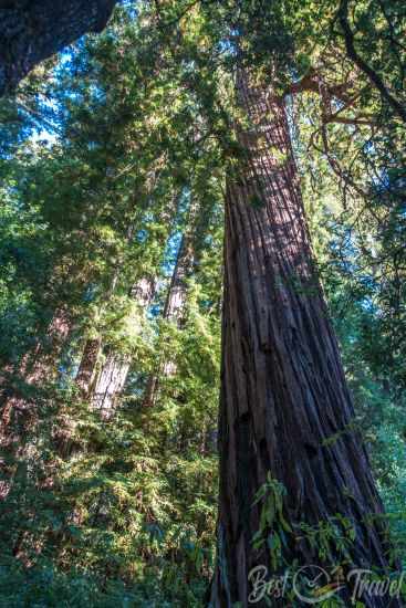 The dense canopy of Big Basin before the fire