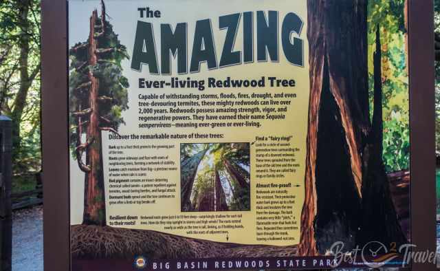 An information Board in Big Basin about redwoods