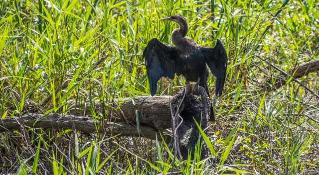 Anhinga in the swamp