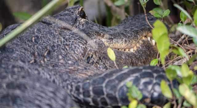 Alligator's upper jaw