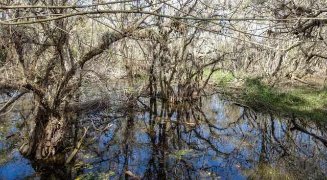 Kirby Storter Boardwalk leading above the swamp