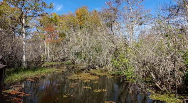 Alligator Hole