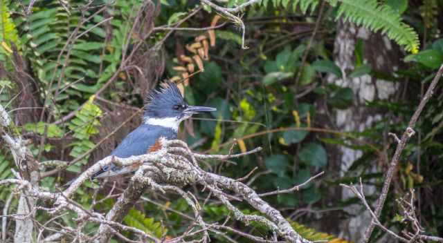 Belted Kingfisher