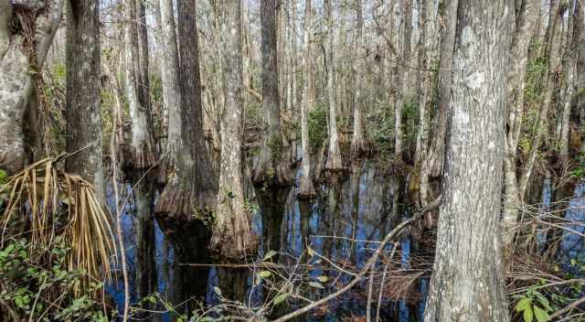 Big Cypress Trees