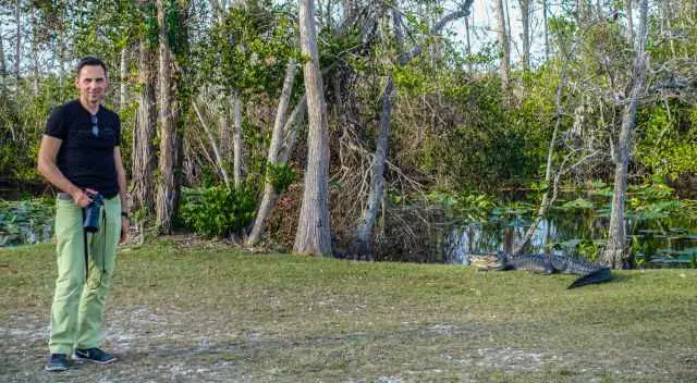 Alligators along the Tamiami HW