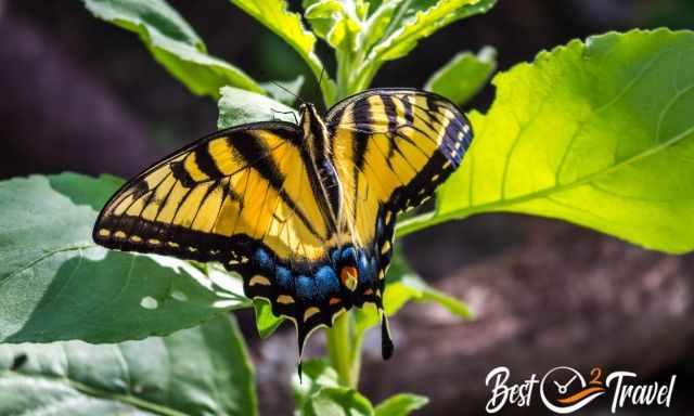 A yellow-blue butterfly in Big Cypress