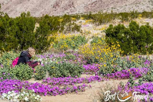 Blooming season in the desert in pink, yellow, and white