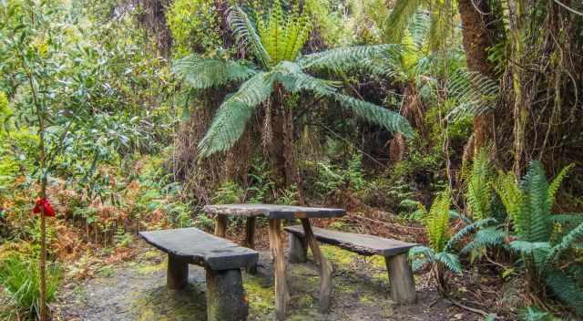 Picnic place in the blue tier forest reserve