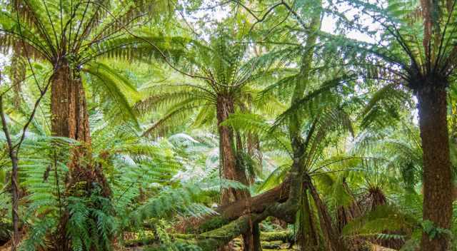 Huge Fern Trees in the Blue Tier 