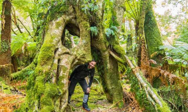 A man under a unique rainforest tree.