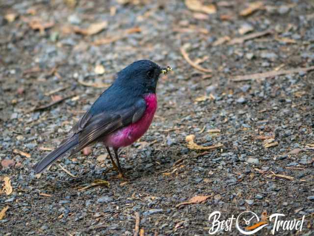A pink robin on the forest floor