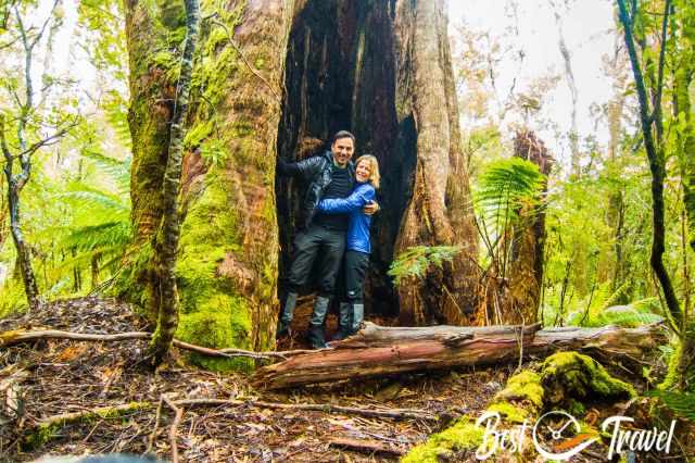 A couple at a huge giant tree in the rainforest in Tasmania