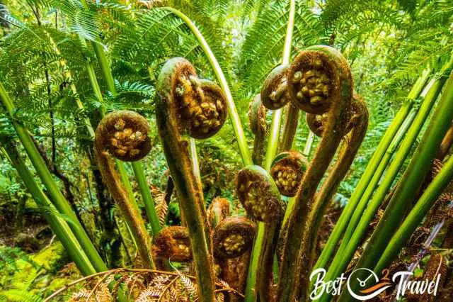 A huge tree fern before it opens in the middle